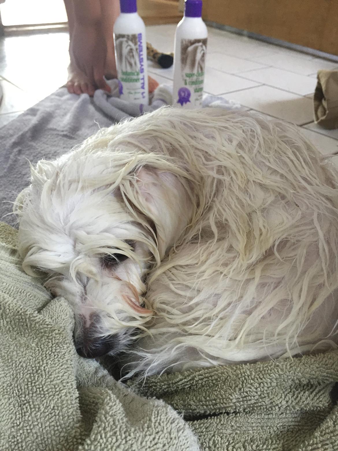 Coton de tulear Jasmine - Mines første bad  billede 1