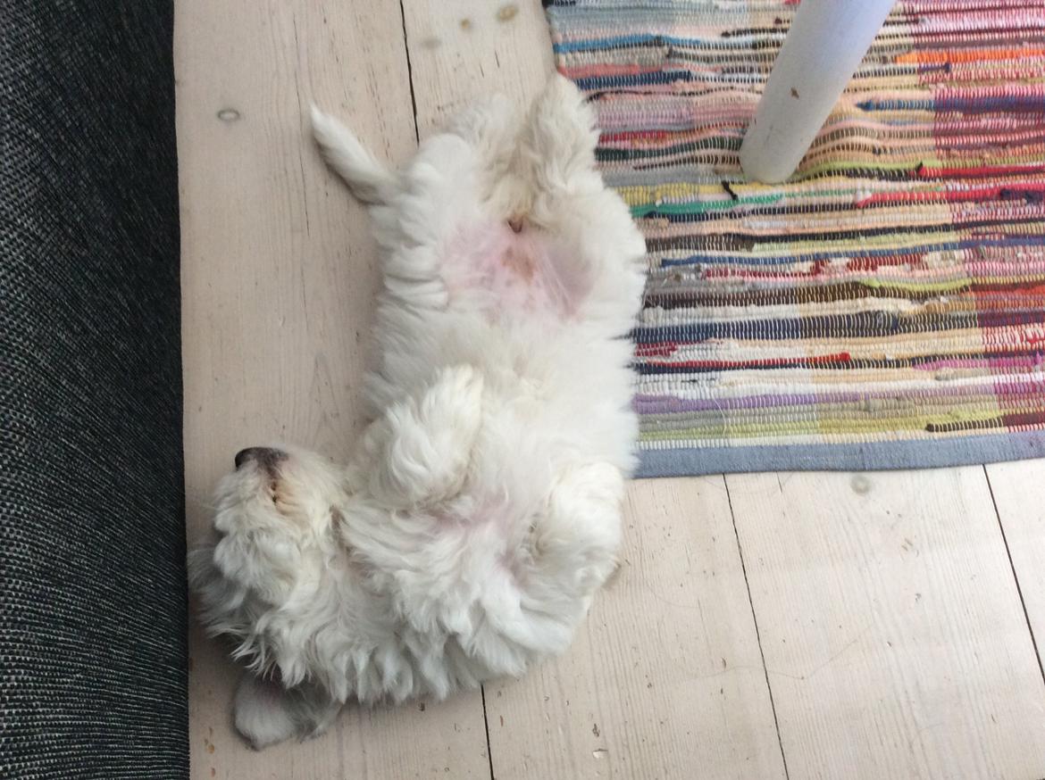 Coton de tulear Jasmine billede 3