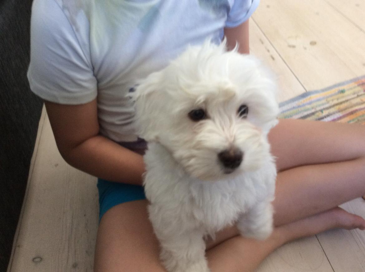Coton de tulear Jasmine billede 4