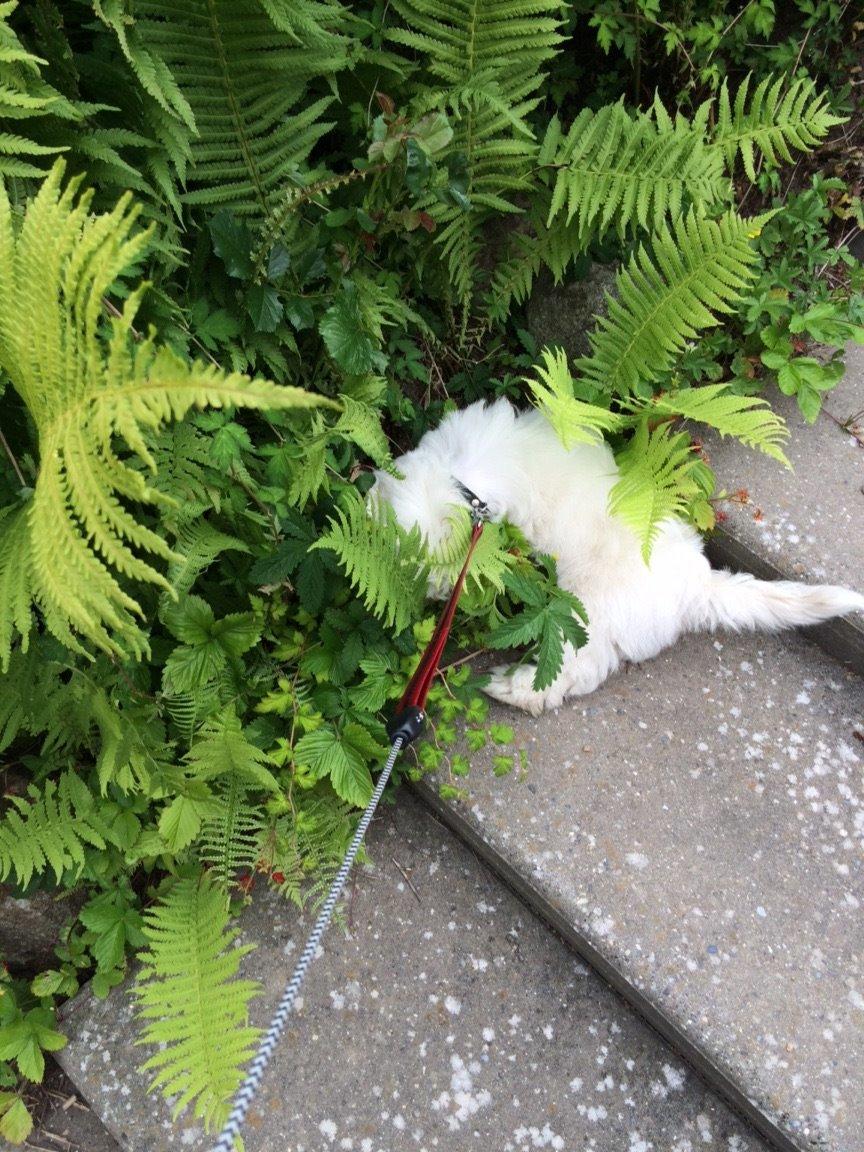 Coton de tulear Jasmine - uhm...skovjordbær billede 5