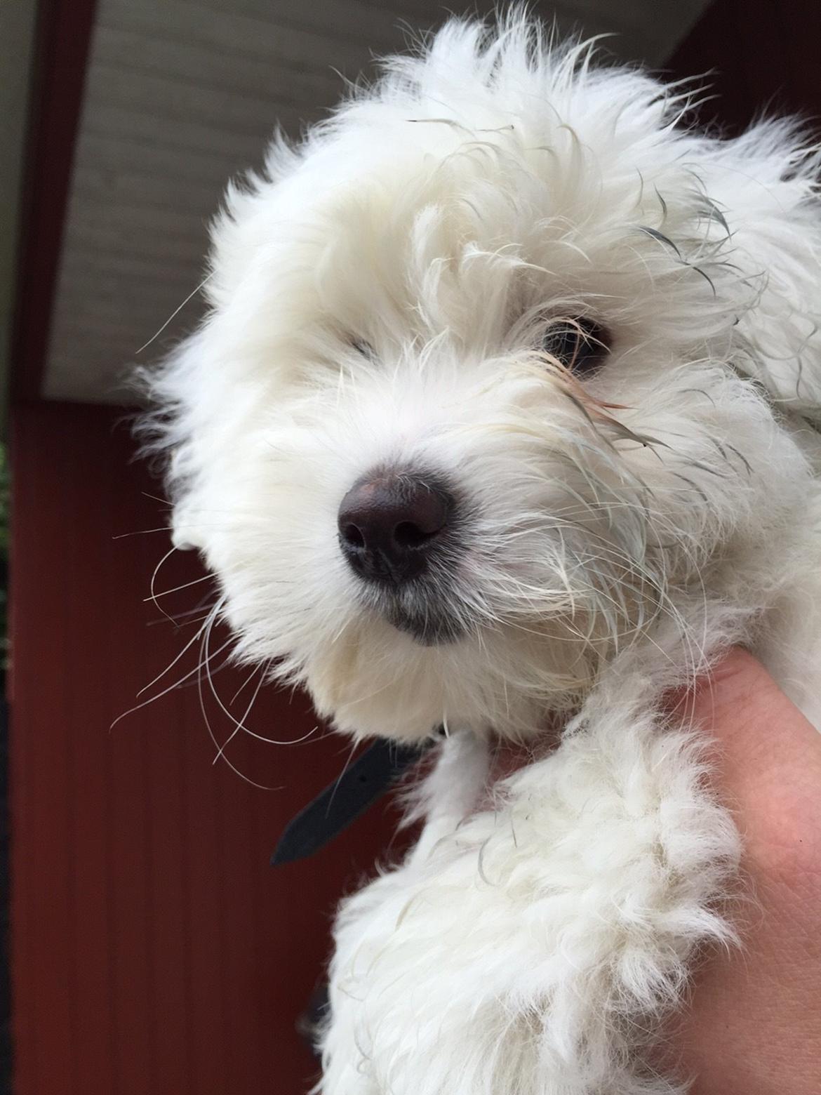 Coton de tulear Jasmine - Mine hjælper til med at male billede 6