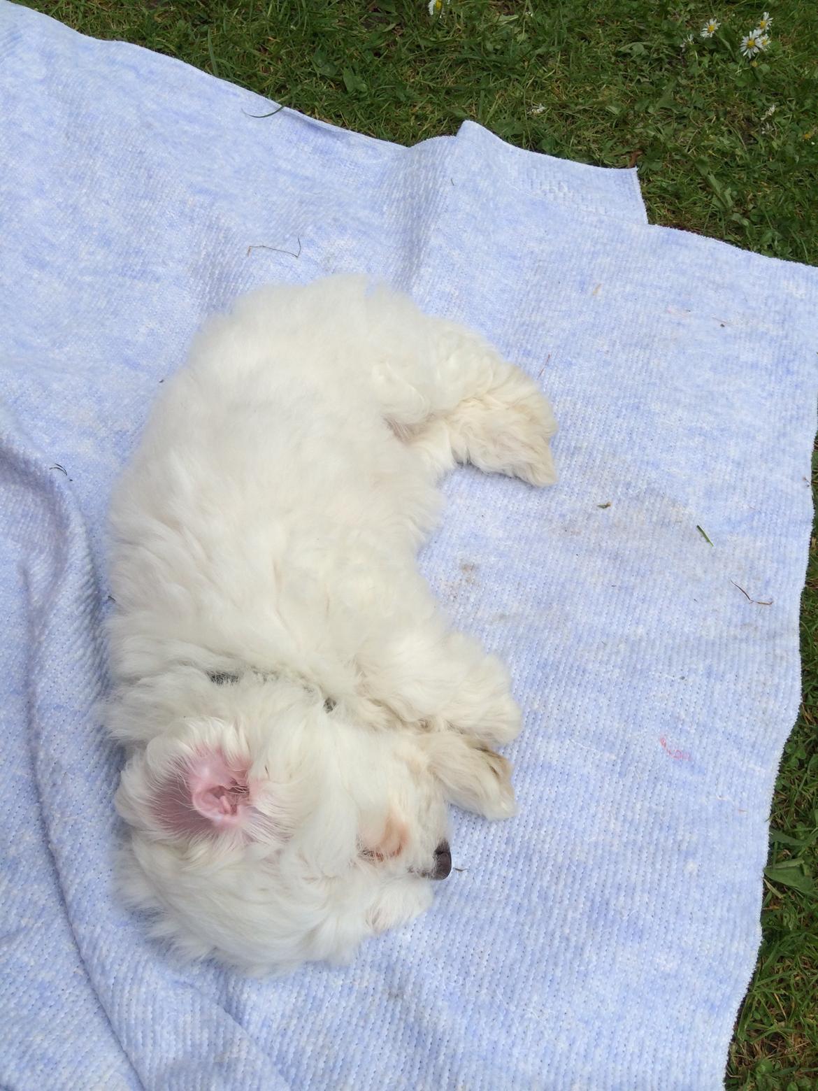 Coton de tulear Jasmine - 9 uger og tager første lur i sit nye hjem billede 2