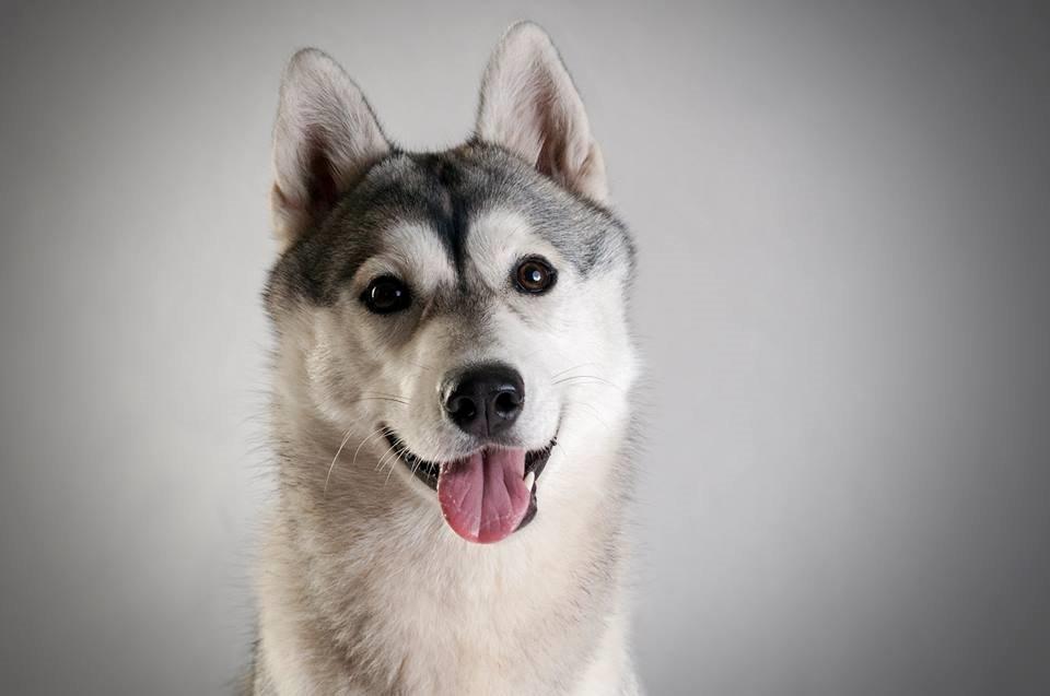 Siberian husky Mesmocan Sunka Yuki billede 26