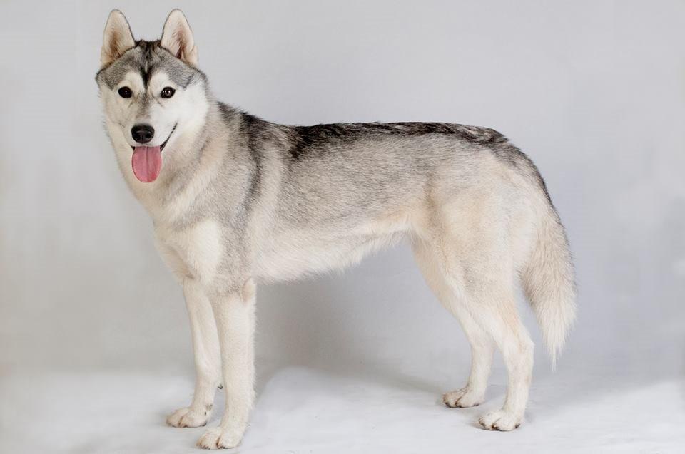 Siberian husky Mesmocan Sunka Yuki billede 27