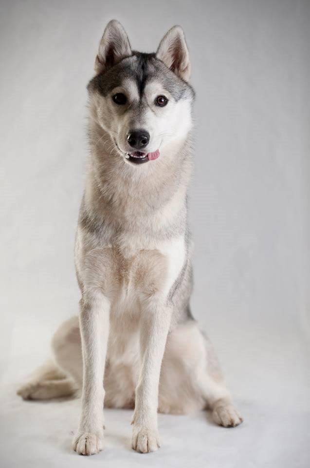 Siberian husky Mesmocan Sunka Yuki billede 1