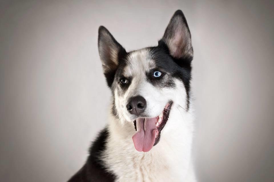 Blanding af racer Blaze billede 1