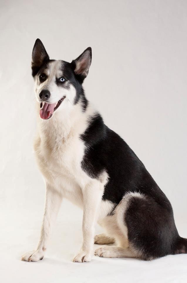 Blanding af racer Blaze billede 30