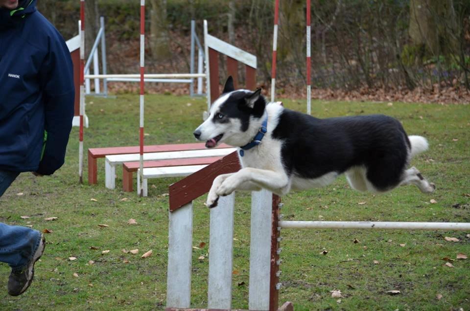 Blanding af racer Blaze billede 31