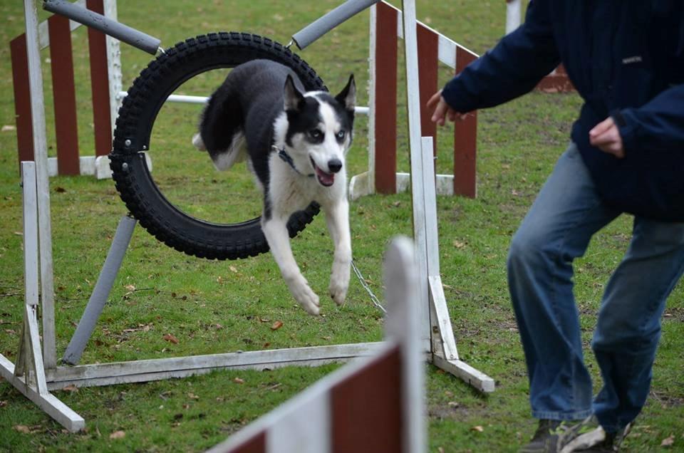 Blanding af racer Blaze billede 33