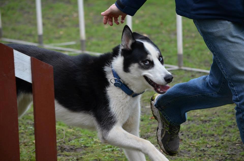 Blanding af racer Blaze billede 32