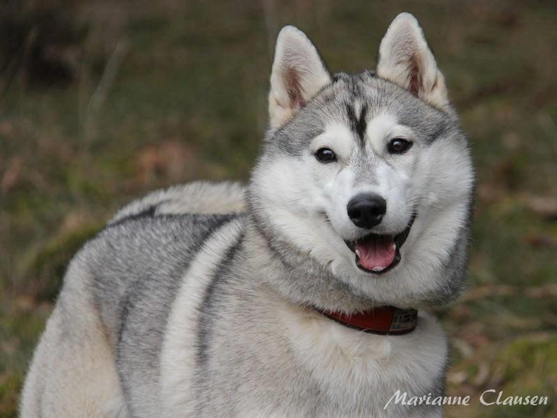 Siberian husky Mesmocan Sunka Yuki billede 29