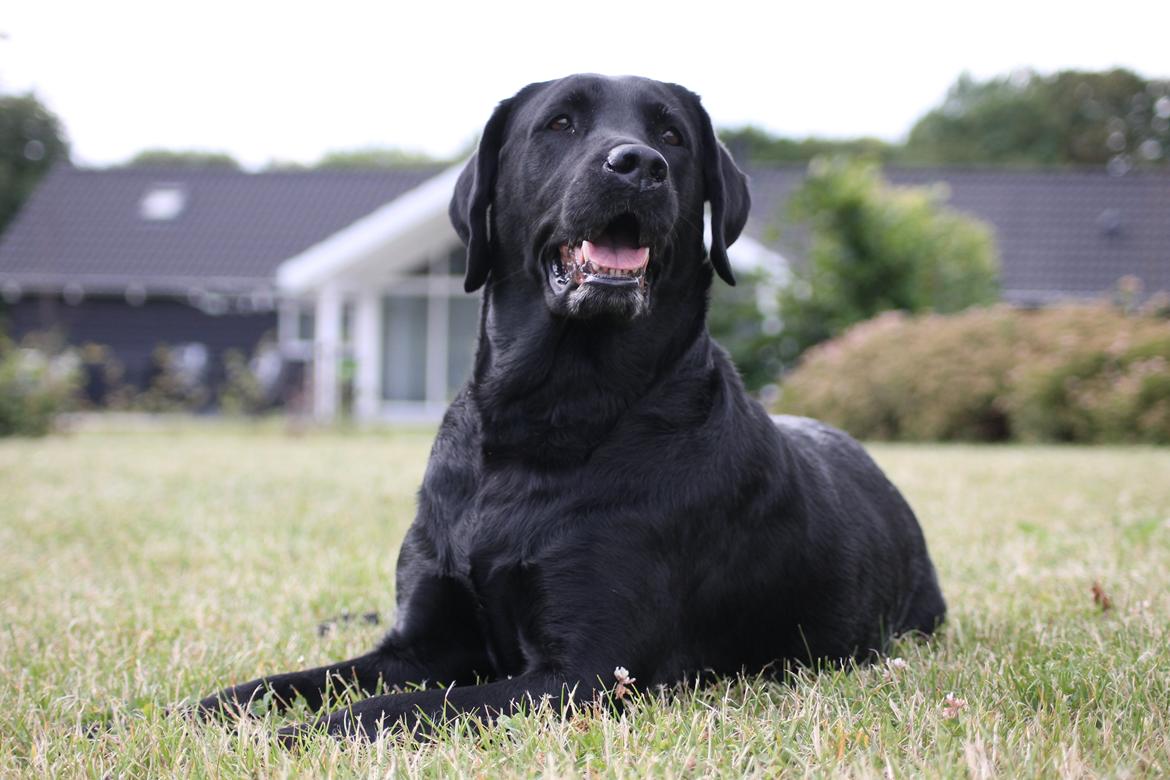 Labrador retriever Eshøjs Trille - 15. Trille 20/7 - 2015 billede 15