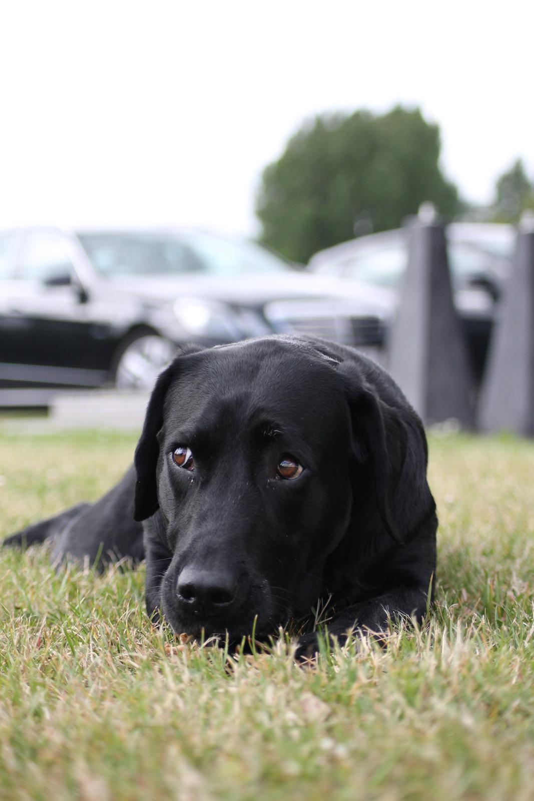 Labrador retriever Eshøjs Trille - 16. Trille er glad for sin pind. 20/7 - 2015 billede 16