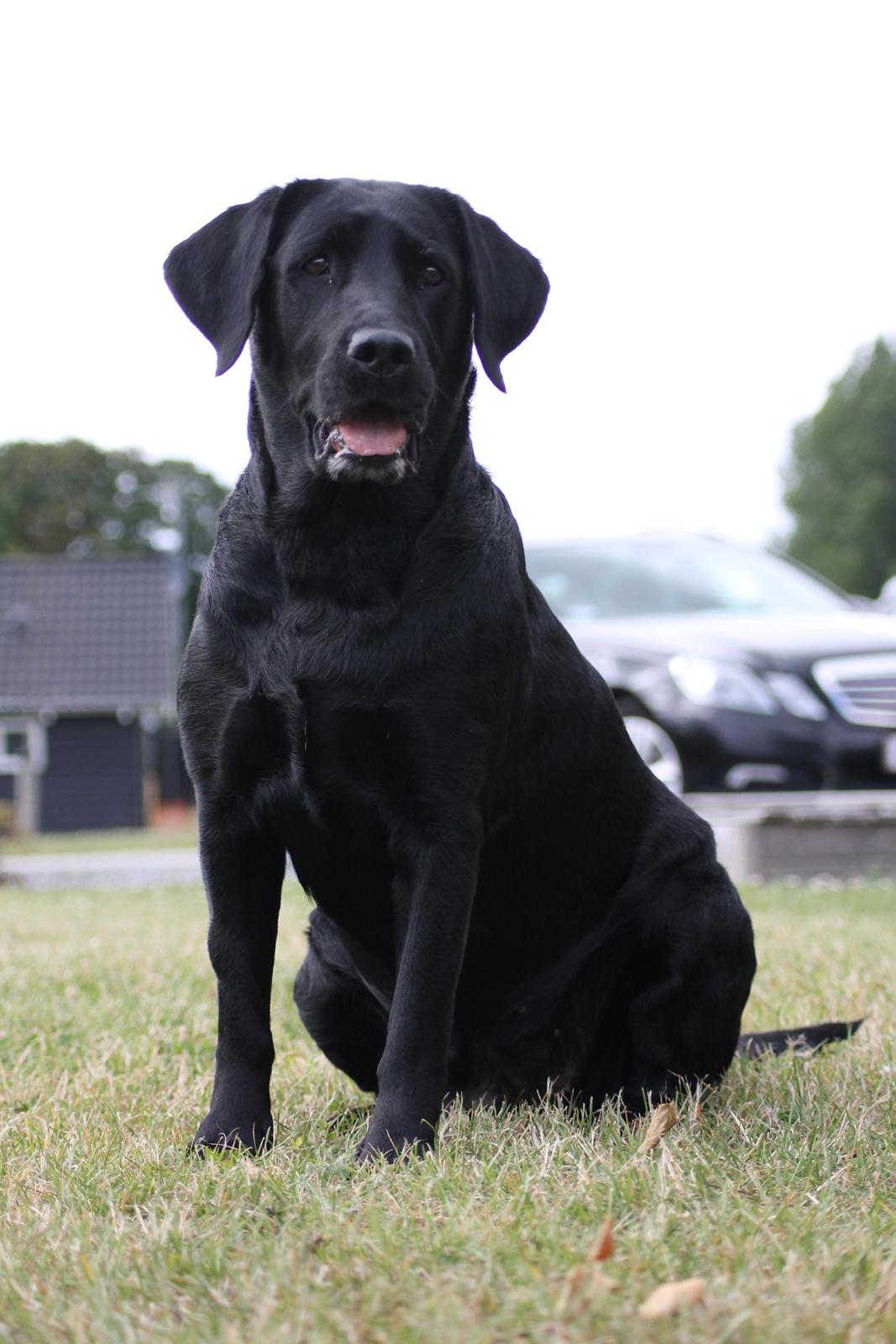 Labrador retriever Eshøjs Trille - 17. Trille 20/7 - 2015 billede 17