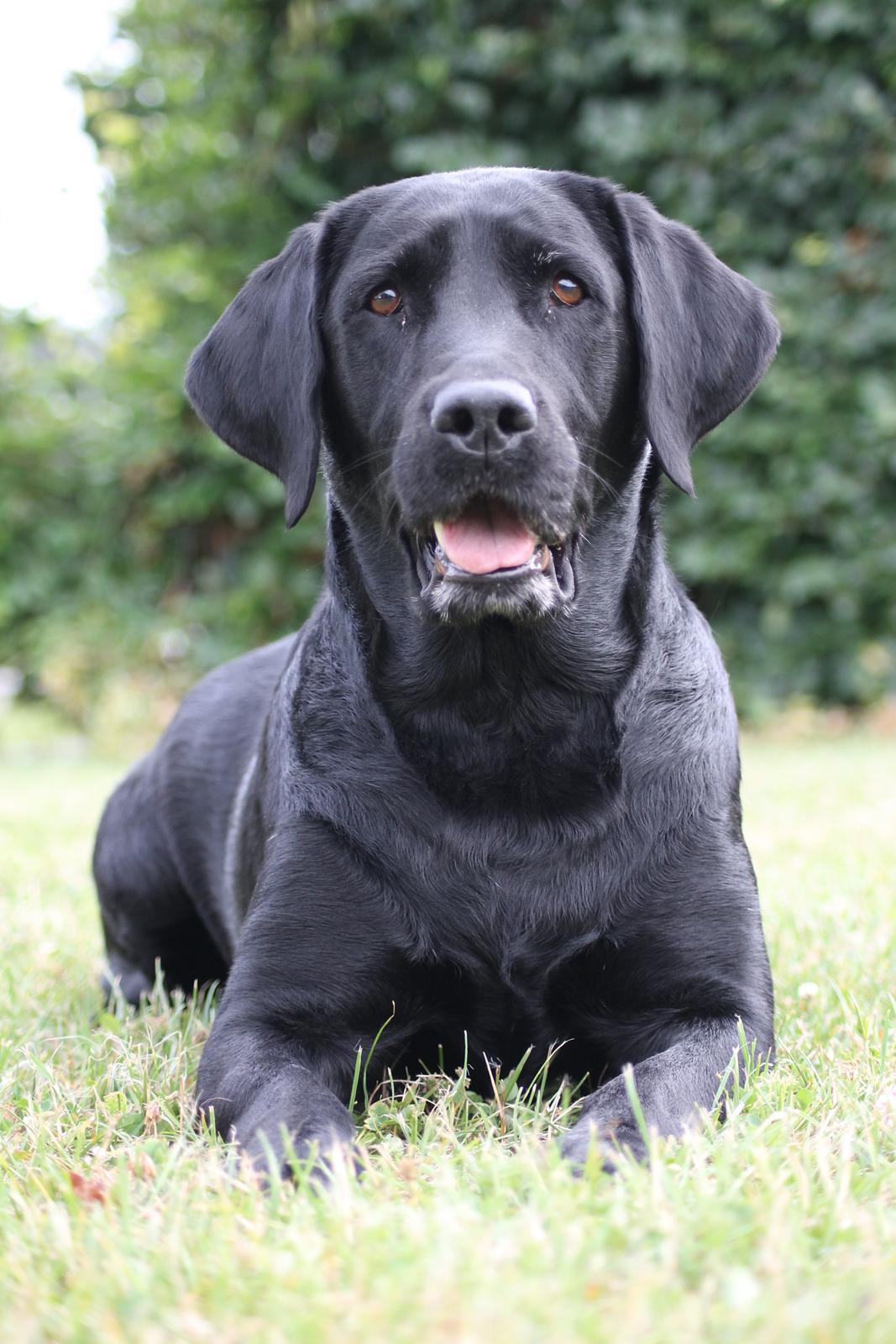 Labrador retriever Eshøjs Trille - 2. Trille 20/7 - 2015 billede 2