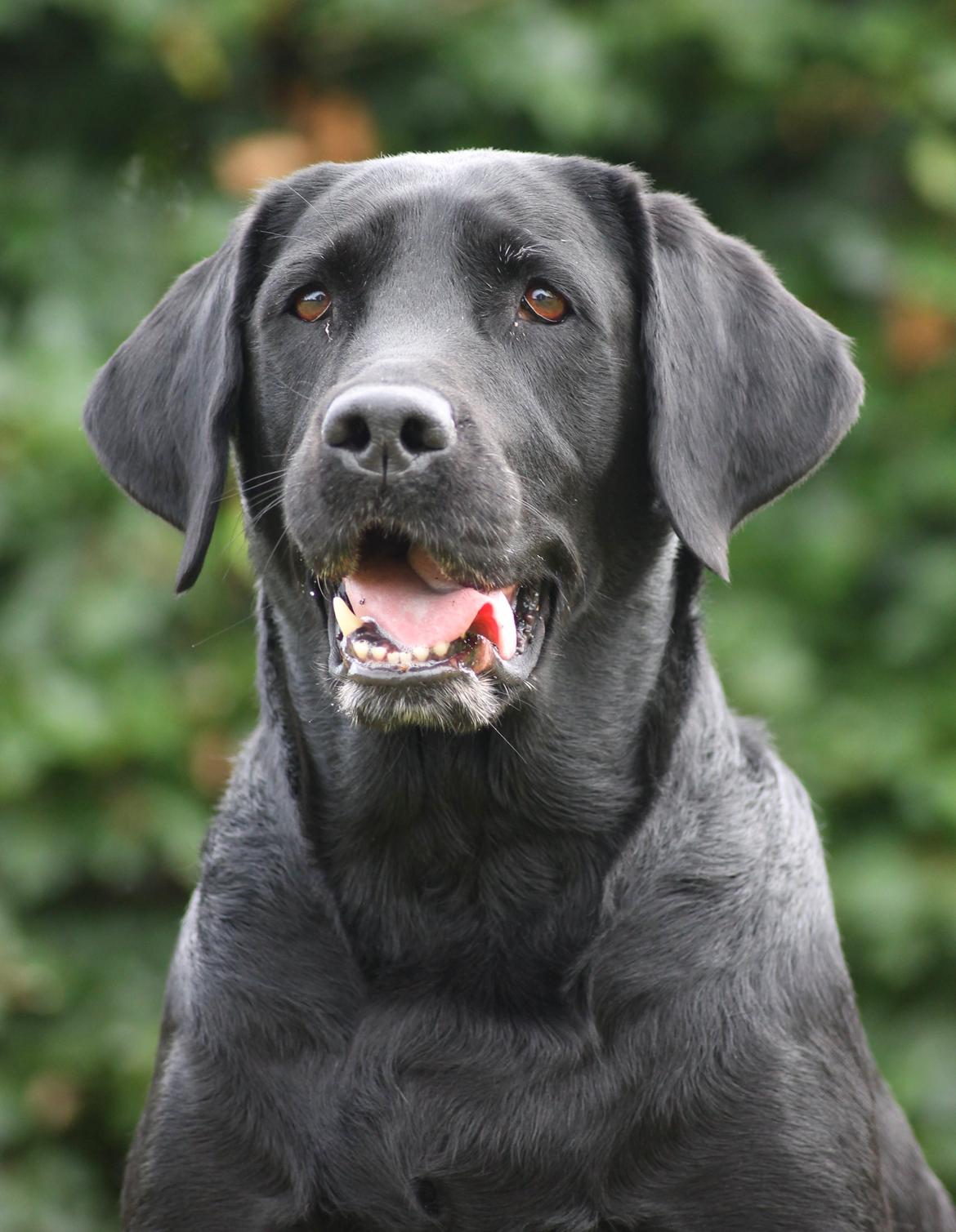 Labrador retriever Eshøjs Trille - 25. Trille 20/7 - 2015 billede 25