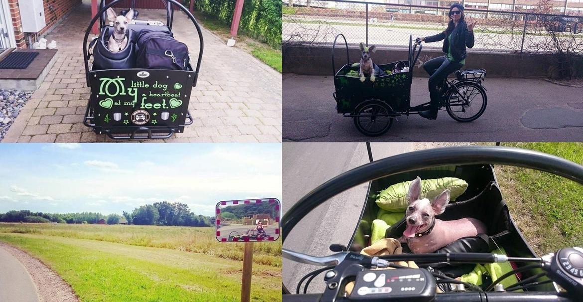 Chinese crested hårløs Spooky billede 43