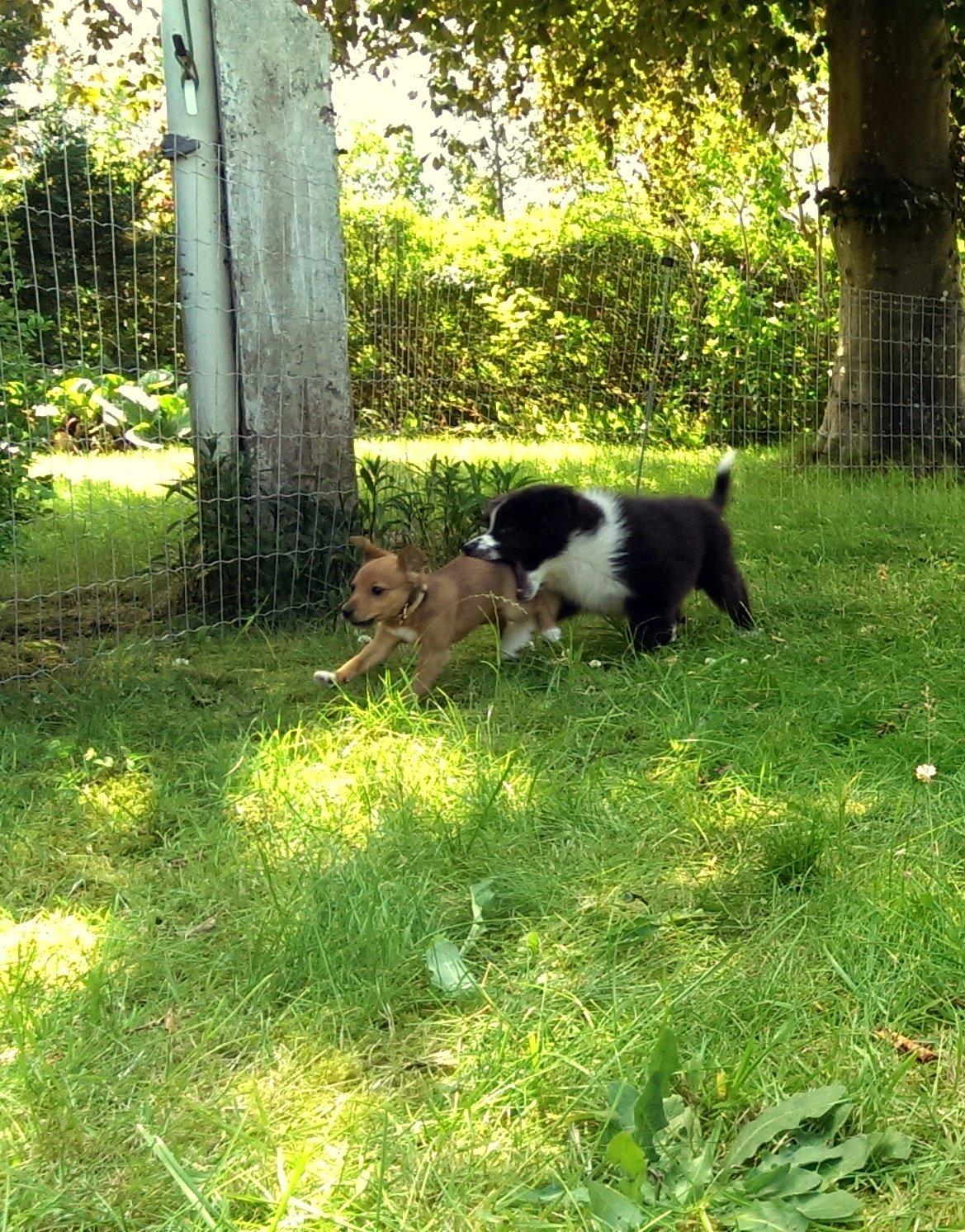 Blanding af racer Sigga - Sigga leger med hendes kammerat, den australske collie Jolly :D billede 43