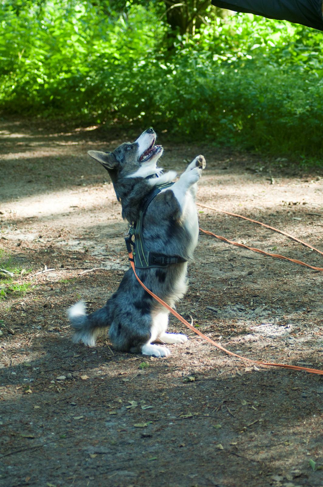Welsh corgi cardigan Aasteds Allways Add Bubbly Blue aka. "Diesel" - Lidt cirkustricks billede 1