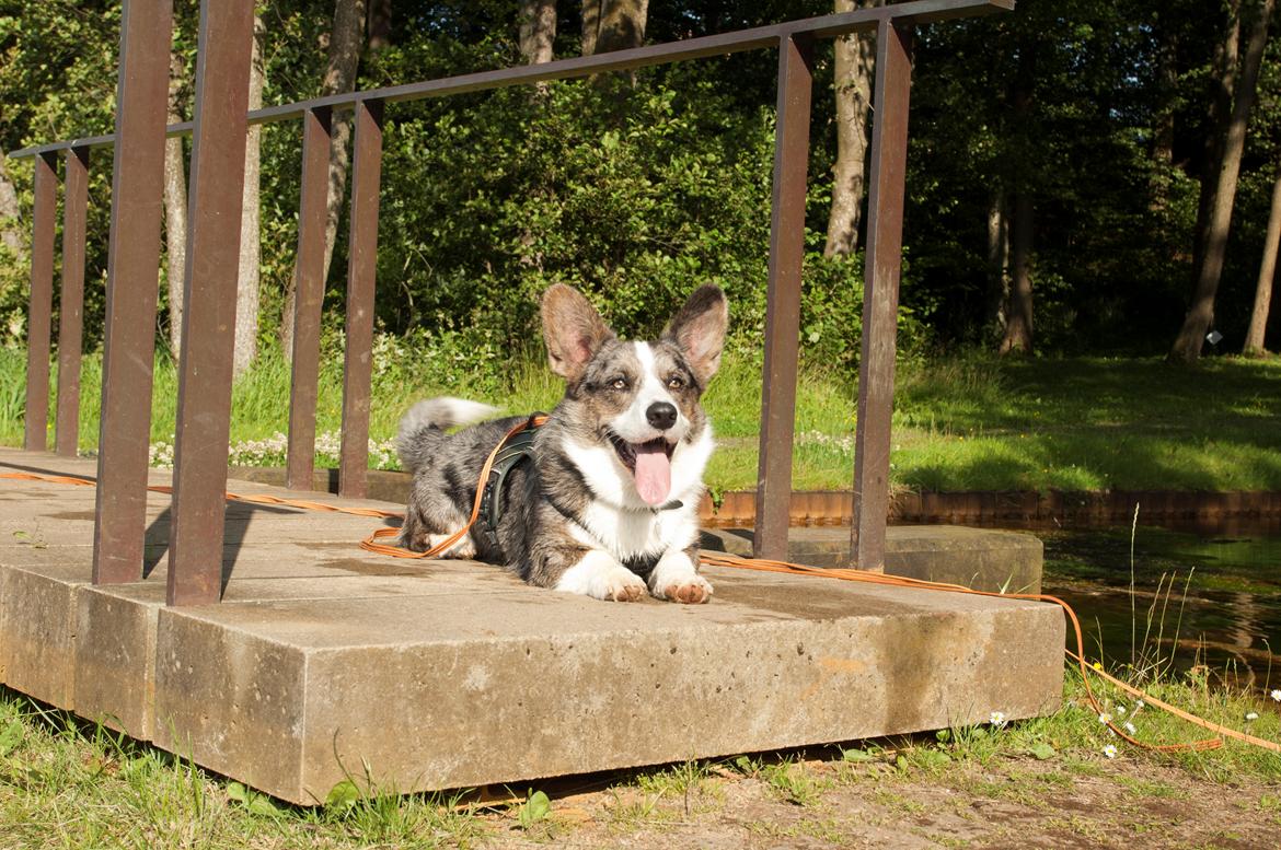 Welsh corgi cardigan Aasteds Allways Add Bubbly Blue aka. "Diesel" billede 3