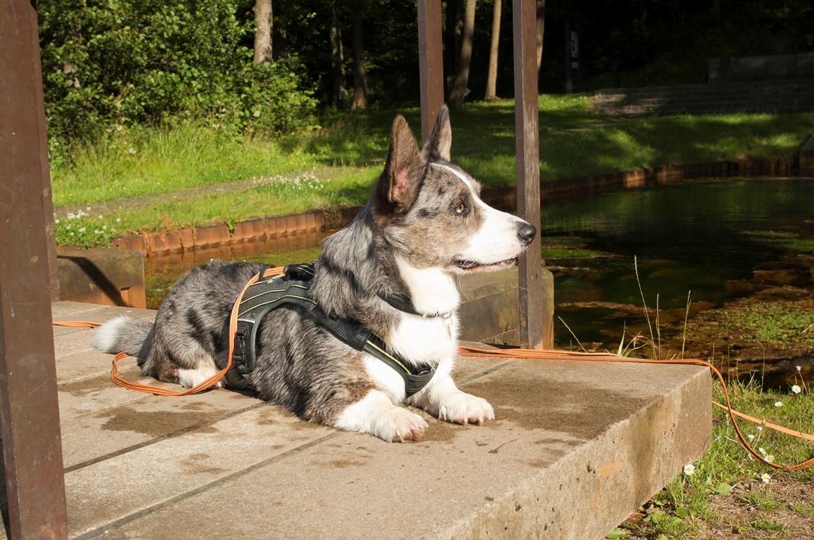 Welsh corgi cardigan Aasteds Allways Add Bubbly Blue aka. "Diesel" billede 2