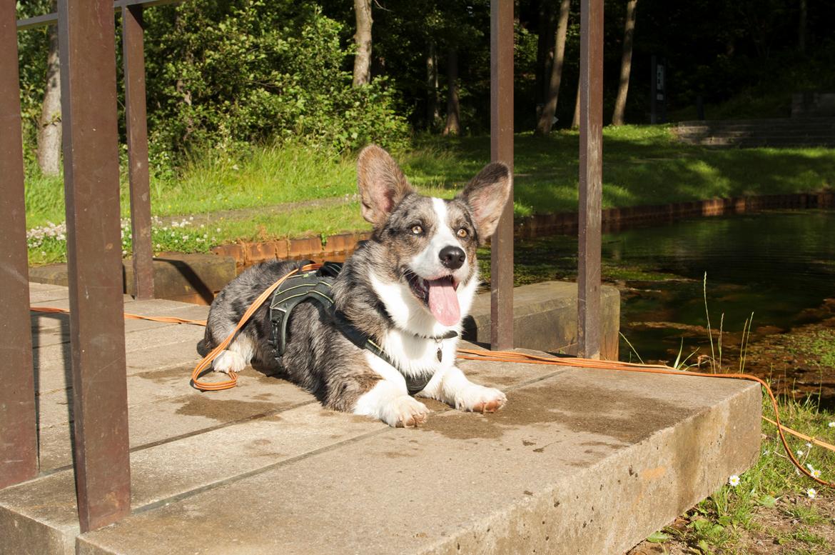 Welsh corgi cardigan Aasteds Allways Add Bubbly Blue aka. "Diesel" billede 5