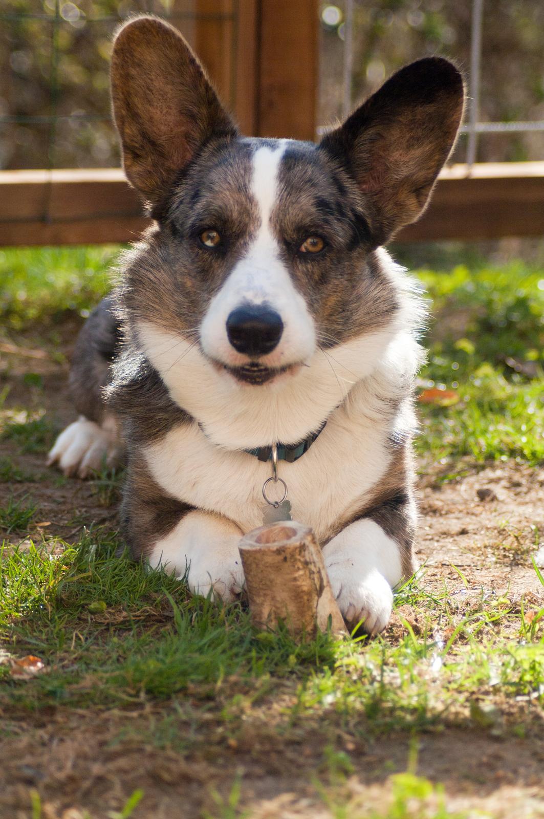 Welsh corgi cardigan Aasteds Allways Add Bubbly Blue aka. "Diesel" billede 8