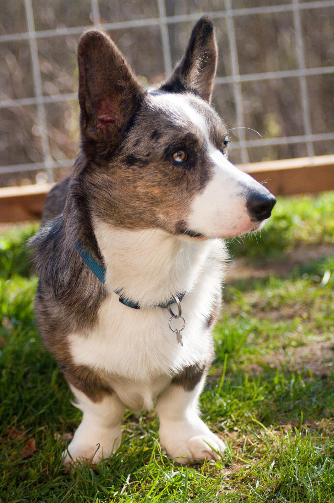 Welsh corgi cardigan Aasteds Allways Add Bubbly Blue aka. "Diesel" billede 7