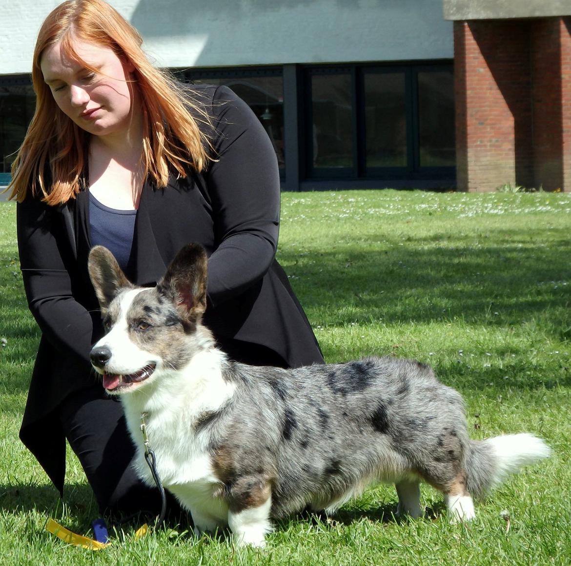 Welsh corgi cardigan Aasteds Allways Add Bubbly Blue aka. "Diesel" - 16 måneder gammel, til udstilling i Corgiklubben billede 6