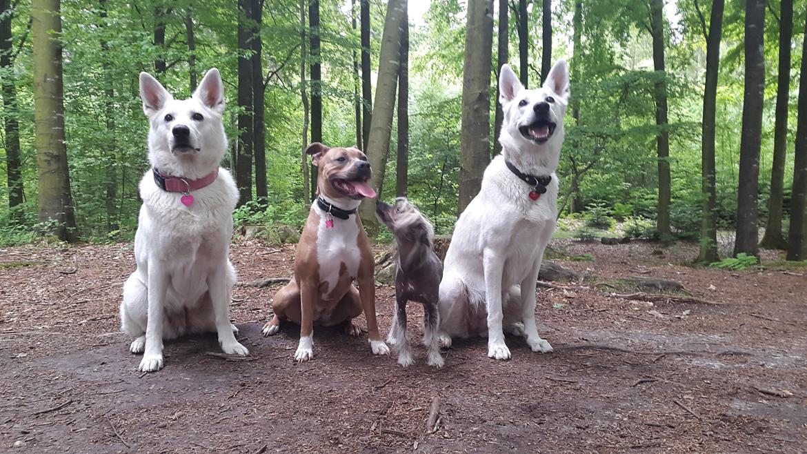 Blanding af racer Pixie billede 1