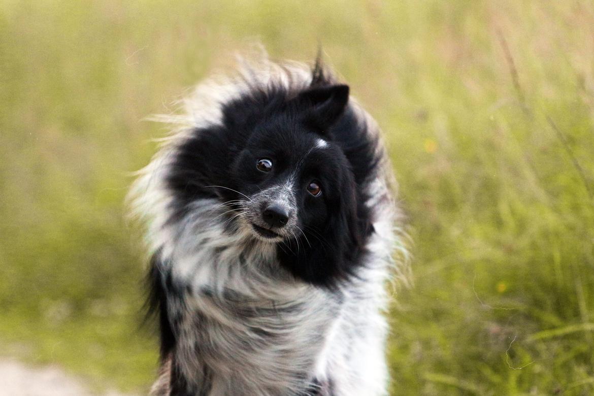 Blanding af racer Chili billede 42