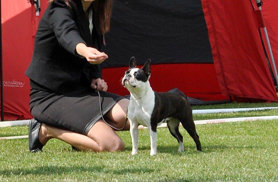 Boston terrier ZARA STYLE AND CHIC Torques billede 4