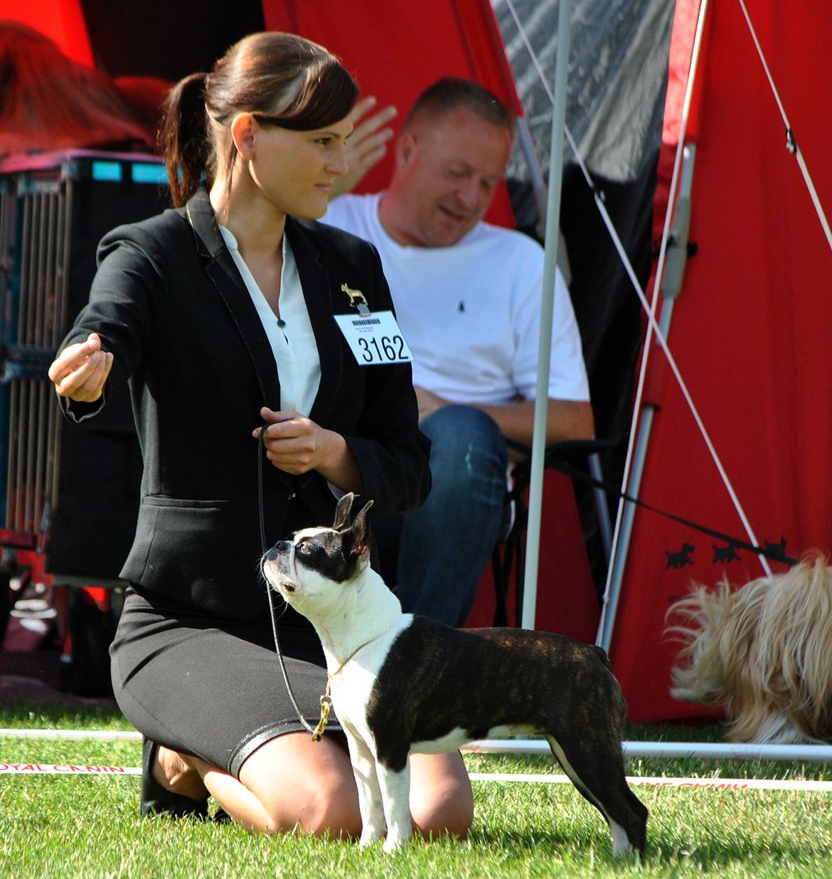 Boston terrier ZARA STYLE AND CHIC Torques billede 3