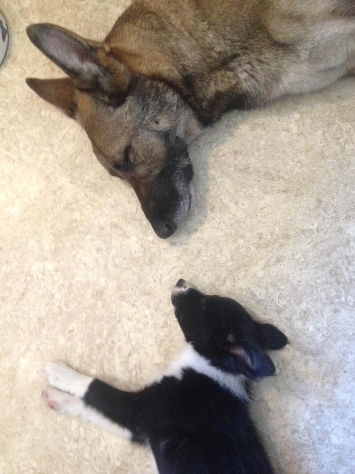 Border collie Zoey - Zoey og Rex billede 6