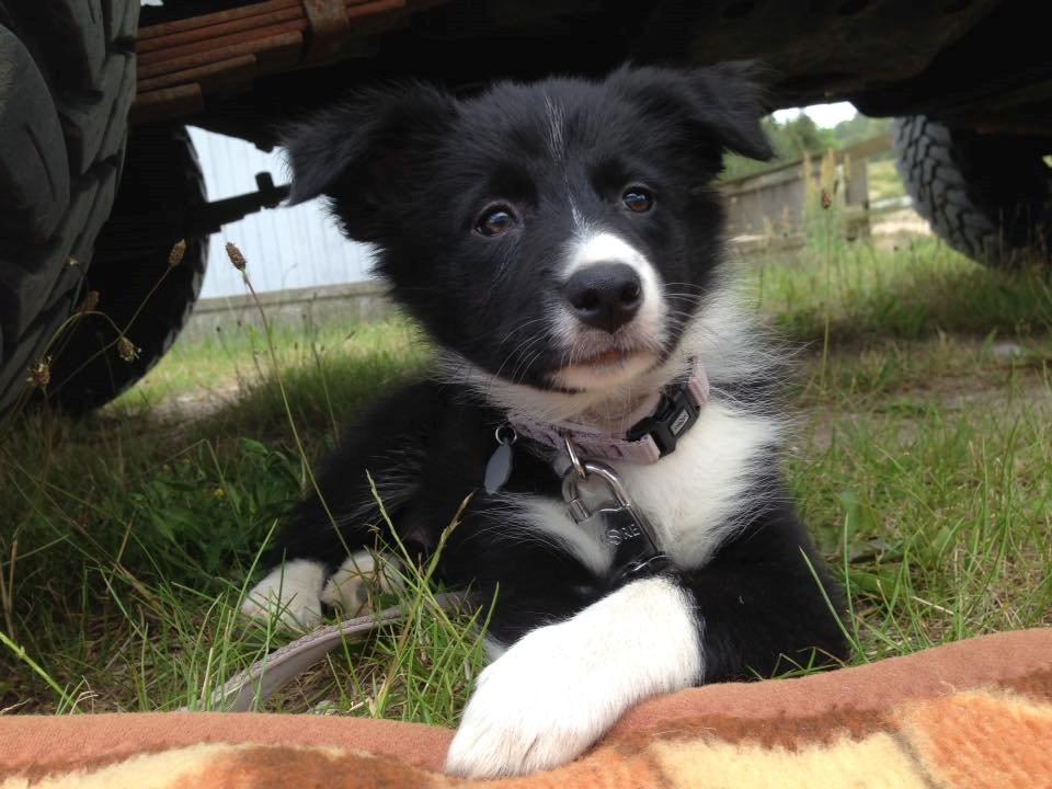 Border collie Zoey - 9 uger billede 3