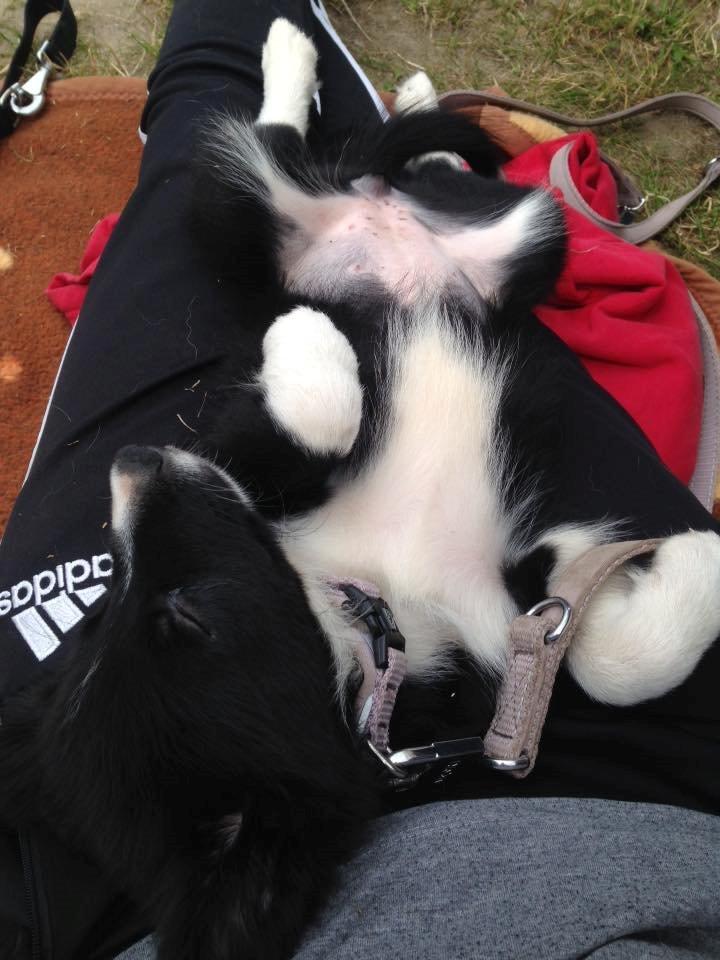 Border collie Zoey - 9 uger billede 2