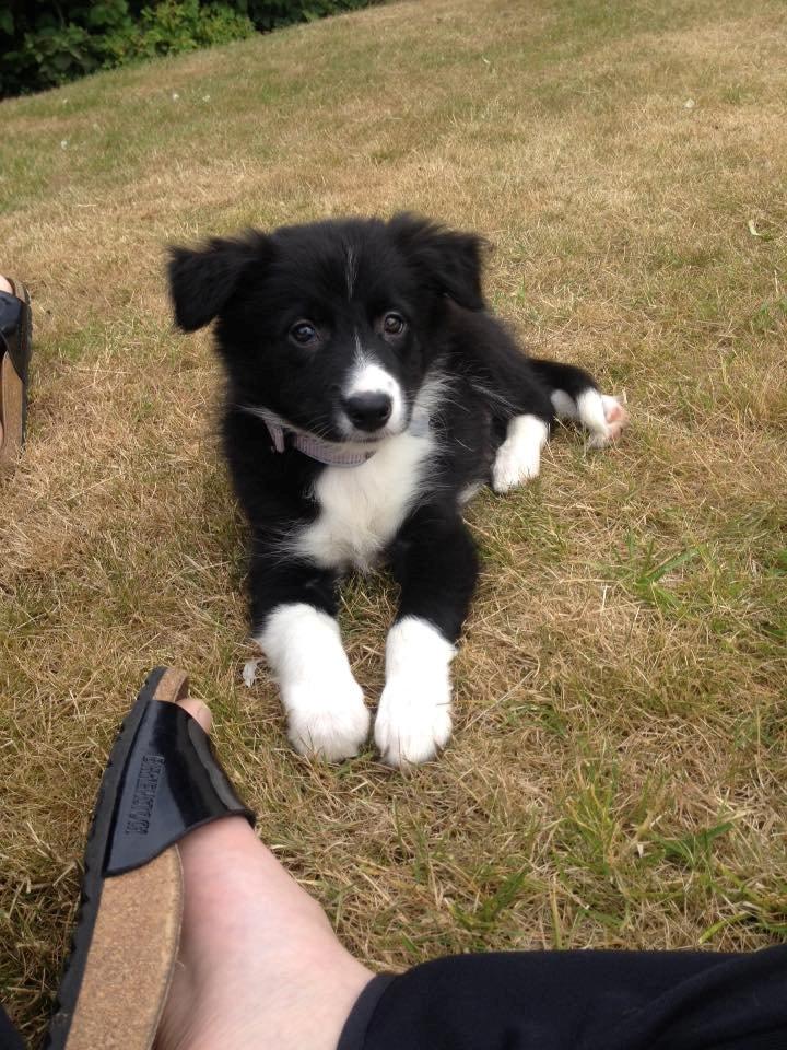 Border collie Zoey - Zoey 8 uger billede 1