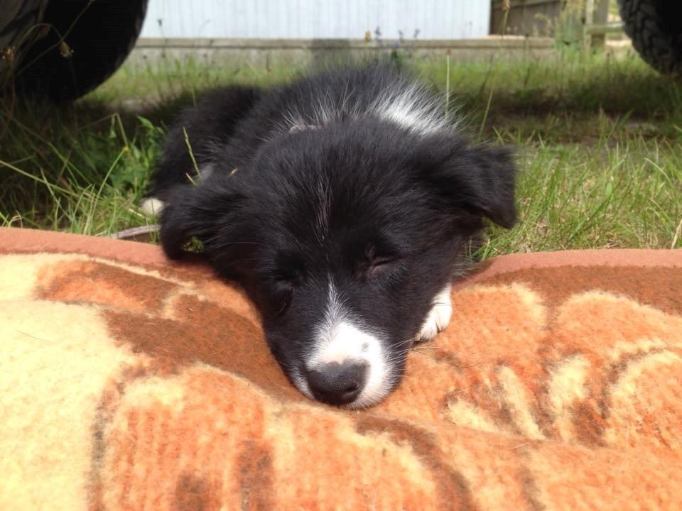 Border collie Zoey - 9 uger billede 4