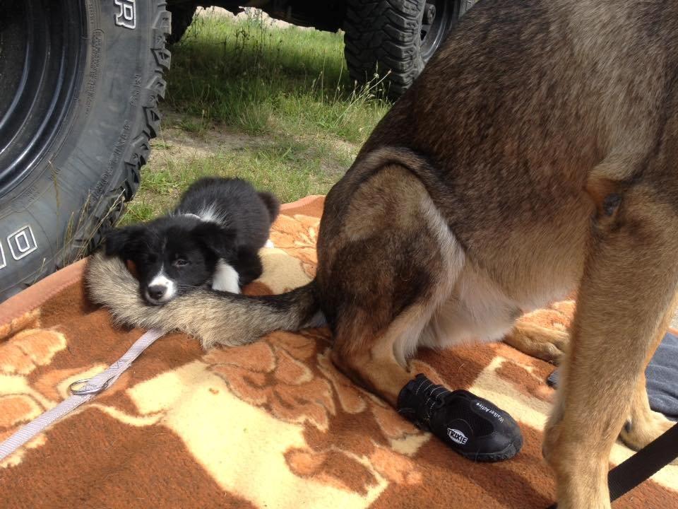 Border collie Zoey - Zoey og Rex billede 5