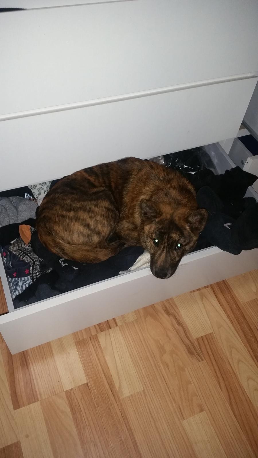 Kai Haru - jaaa man finder de mærkeligste steder at ligge.. ;-) billede 6