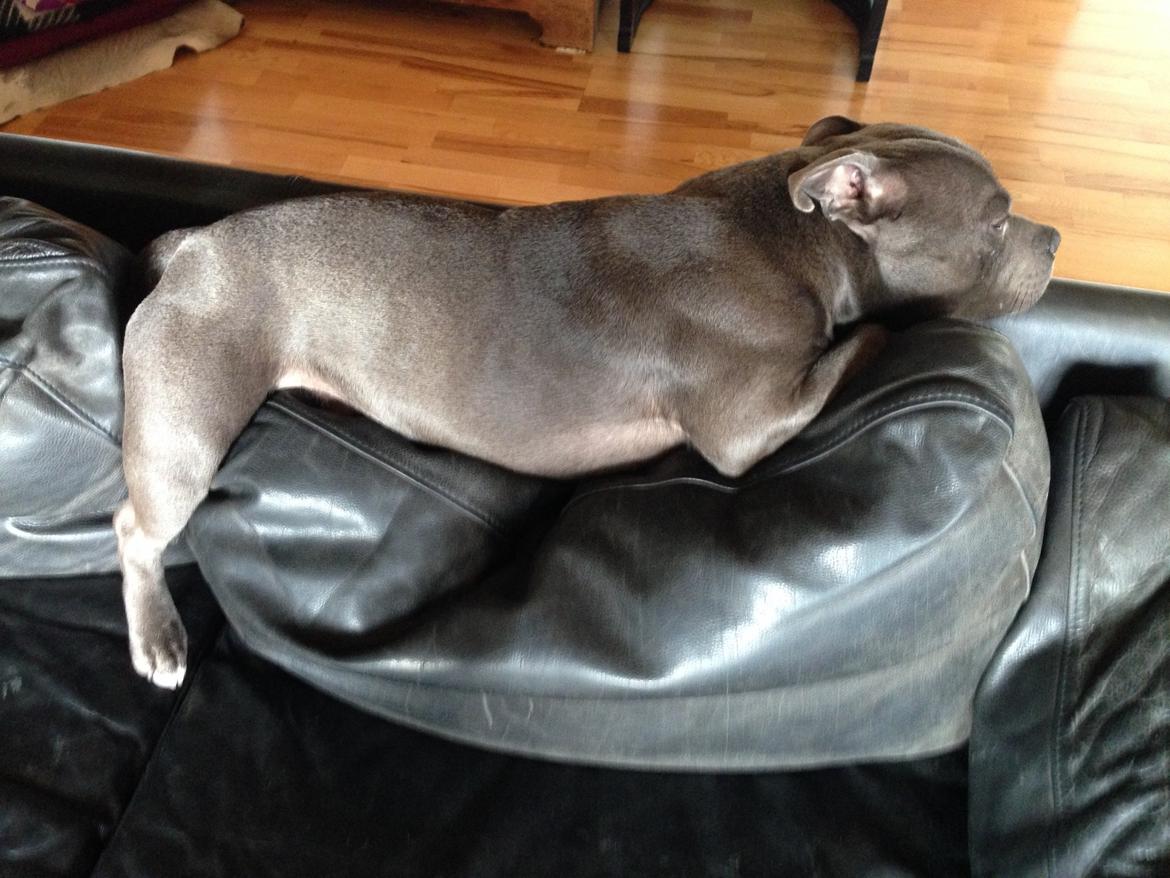 Staffordshire bull terrier Herman billede 34