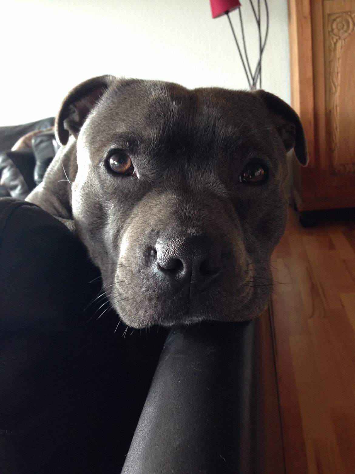 Staffordshire bull terrier Herman billede 35