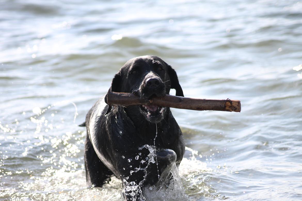 Labrador retriever Eshøjs Trille - 4. Trille på stranden. 20/7 - 2015 billede 4