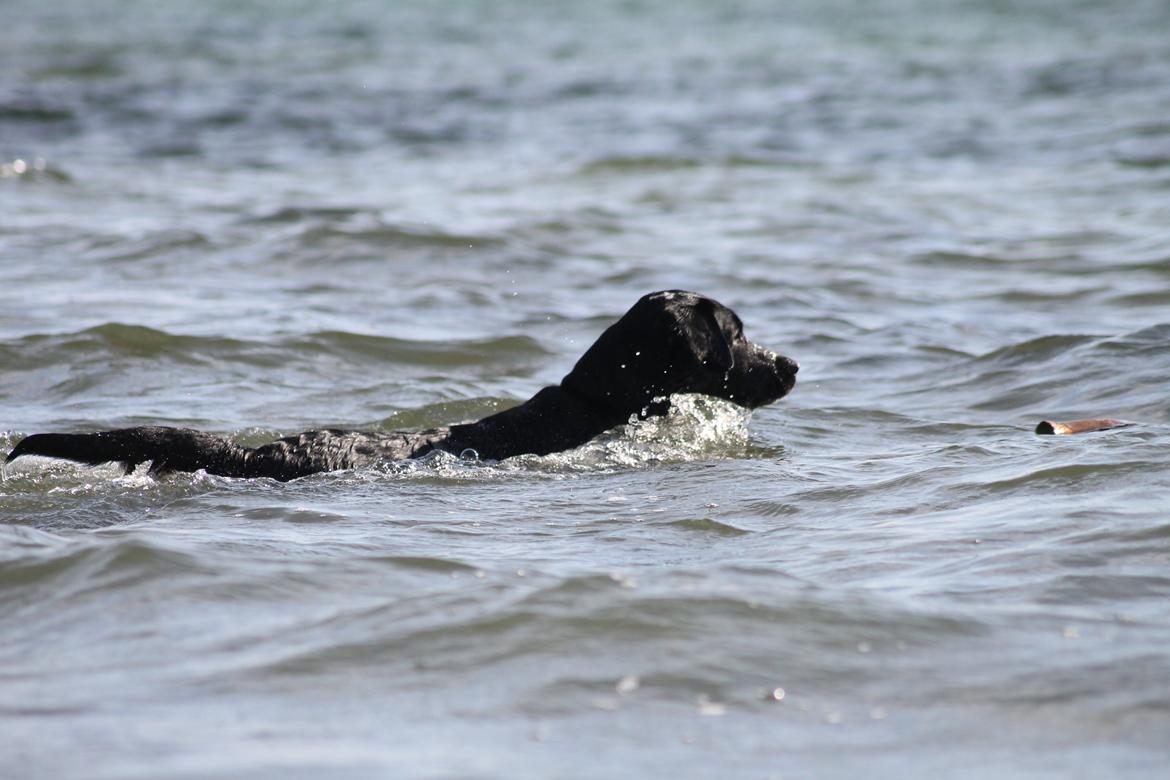 Labrador retriever Eshøjs Trille - 12. Trille på stranden. 20/7 - 2015 billede 12