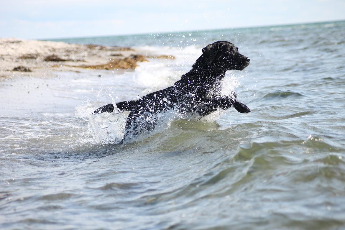 Labrador retriever Eshøjs Trille - 8. Trille på stranden. 20/7 - 2015 billede 8