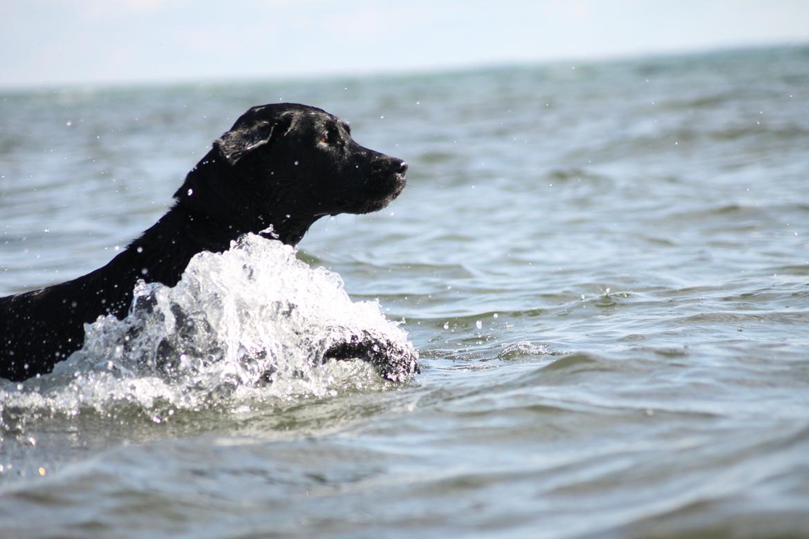 Labrador retriever Eshøjs Trille - 21.Trille på stranden. 20/7 - 2015 billede 21