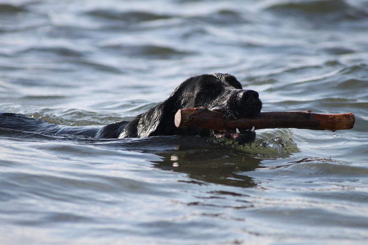 Labrador retriever Eshøjs Trille - 23. Trille på stranden. 20/7 - 2015 billede 23