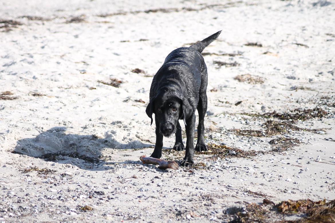 Labrador retriever Eshøjs Trille - 5. Trille på stranden. 20/7 - 2015 billede 5