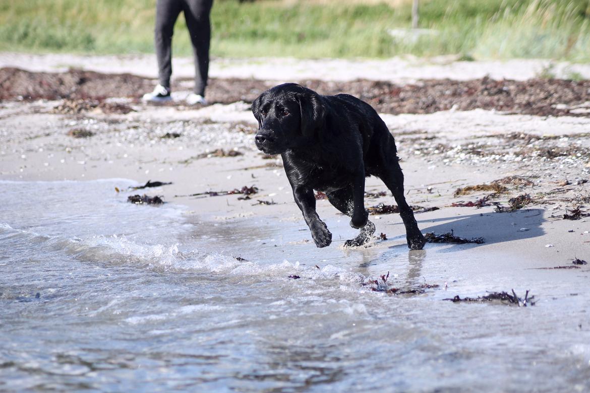 Labrador retriever Eshøjs Trille - 22.  Trille på stranden. 20/7 - 2015 billede 22