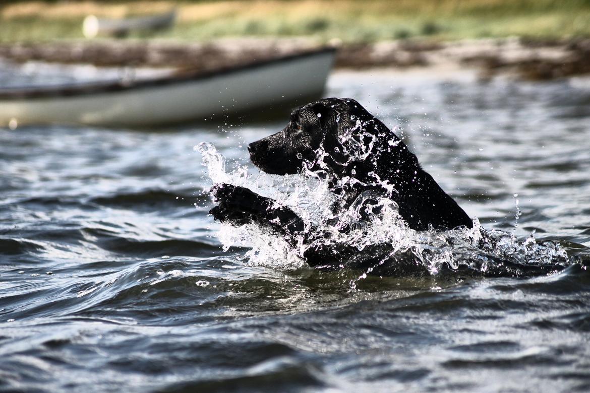 Labrador retriever Eshøjs Trille - 13. Trille på stranden. 20/7 - 2015 billede 13